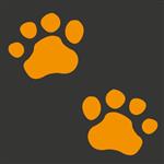 Bear Prints